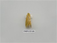 藏品(尺蠖蛾科)的圖片